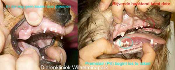 Links nog geen kiezen doorgekomen. rechts pup aan het wisselen.